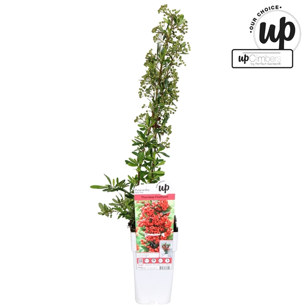 <h4>Pyracantha coccinea 'Red Star' P15</h4>