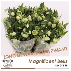HELL  MAGNIFIC BELLS