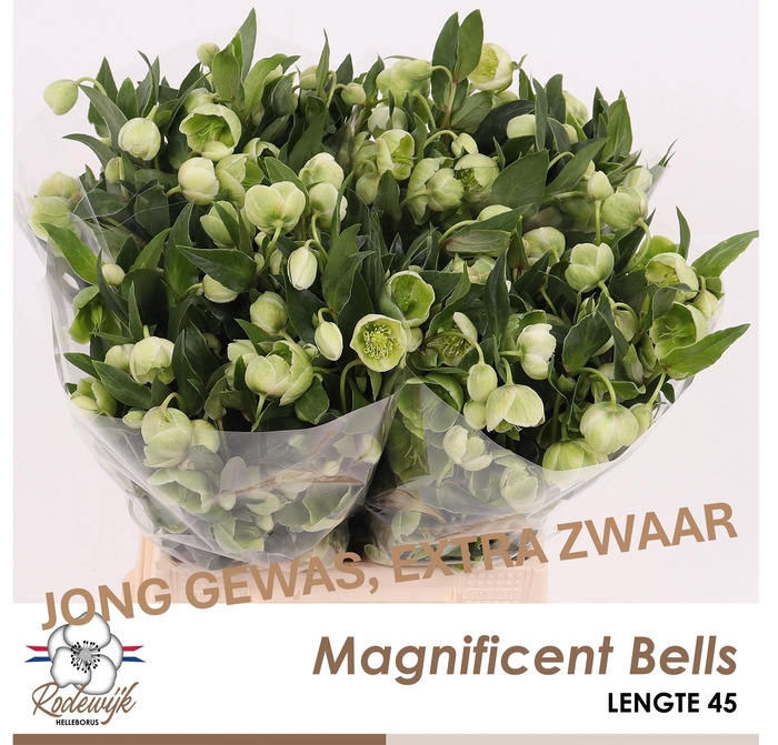 <h4>HELL  MAGNIFIC BELLS</h4>