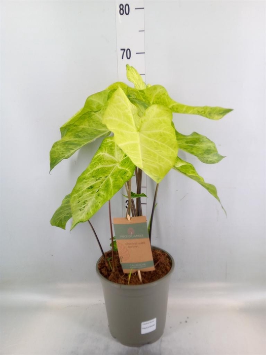 <h4>Caladium   ...</h4>