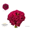Rosa Garden Purple Delight