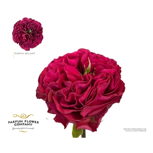 Rosa Garden Purple Delight