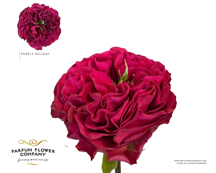 <h4>Rosa Garden Purple Delight</h4>