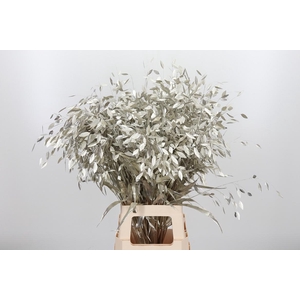 Chasmantium Kl Bh Platina