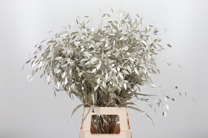 <h4>Chasmantium Kl Bh Platina</h4>