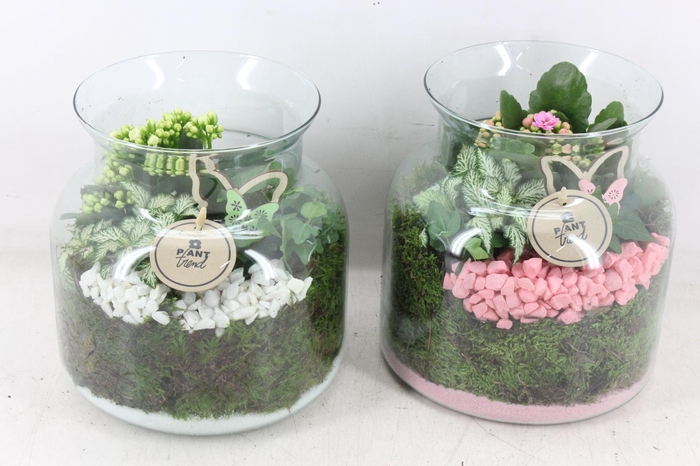 <h4>arr2 PL - Glas vaas nobles - roze/wit</h4>