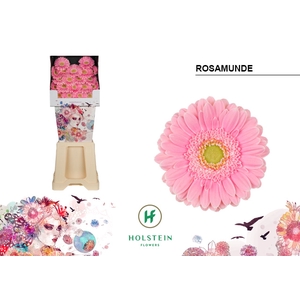 GE MI Rosamunde diamond x80