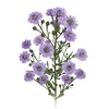 ASTER D. PLUS 070 CM MIN 20 GRAMAS