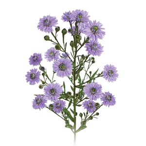 ASTER D. PLUS 070 CM MIN 20 GRAMAS