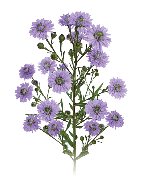 ASTER D. PLUS 070 CM MIN 20 GRAMAS
