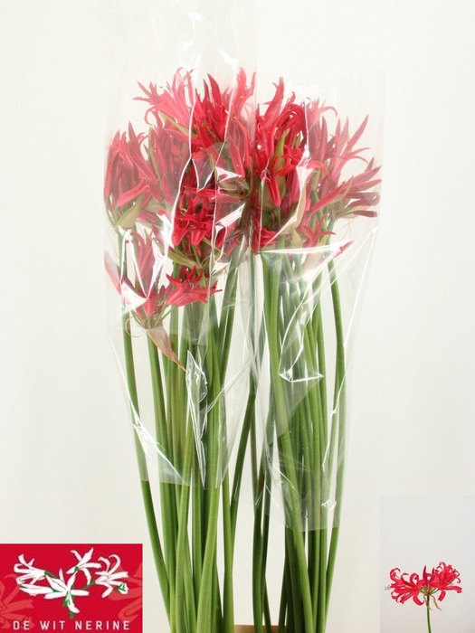 <h4>Nerine (Companion Grp) 'Desi'</h4>