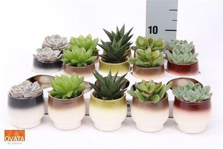 <h4>Succ Gem 5 Srt</h4>