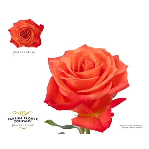 Rosa Premium Orange Crush