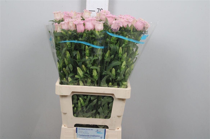 <h4>Camp M Pearl Pink</h4>