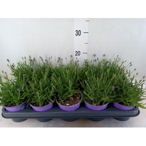 Lavandula angus. 'Essence Pure'