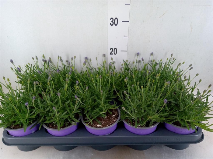 <h4>Lavandula angus. 'Essence Pure'</h4>