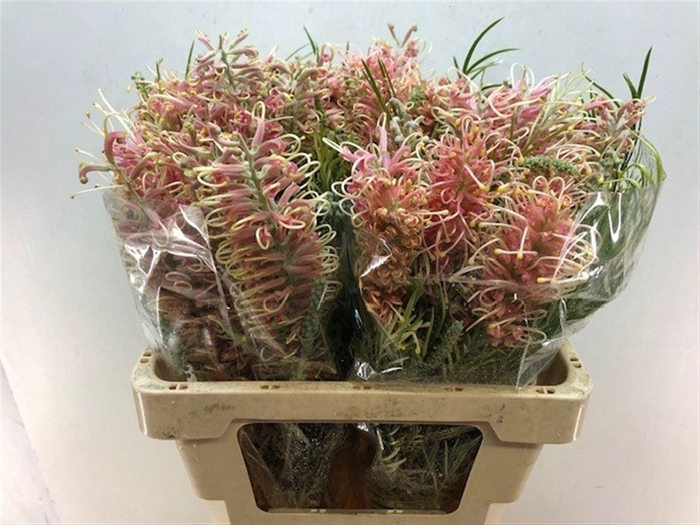 <h4>GREVI MISTY PINK</h4>