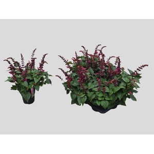 SALVIA  LAKE FLAMING