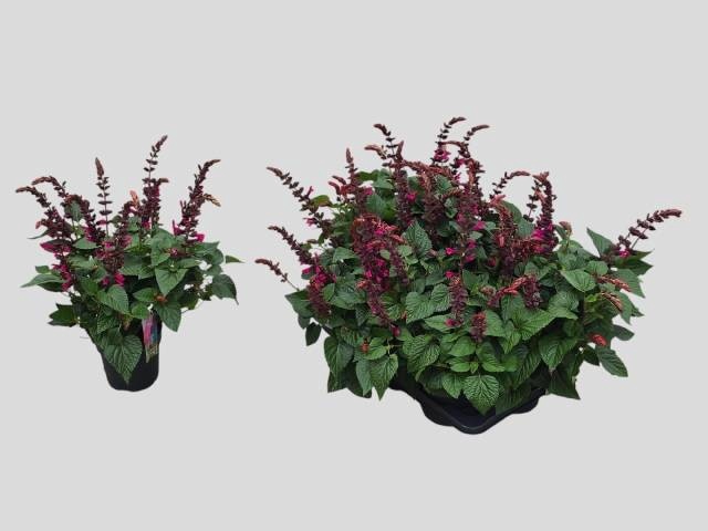 <h4>SALVIA  LAKE FLAMING</h4>