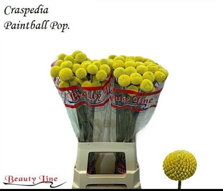 <h4>Craspedia Paintball Pop</h4>