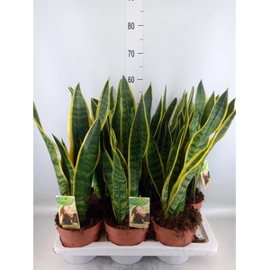 Sansevieria trifa. 'Laurentii'
