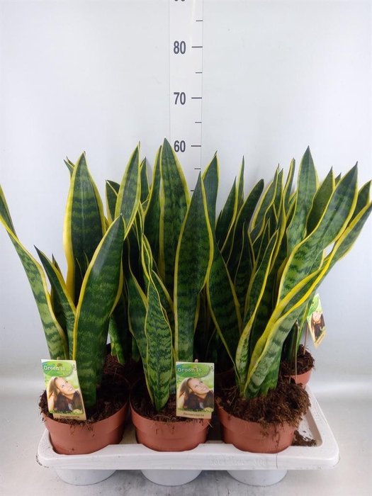 <h4>Sansevieria trifa. 'Laurentii'</h4>