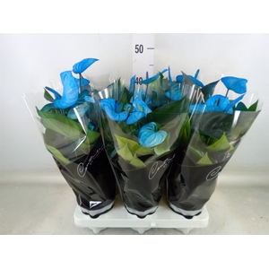 Anthurium andr. 'Cocos'
