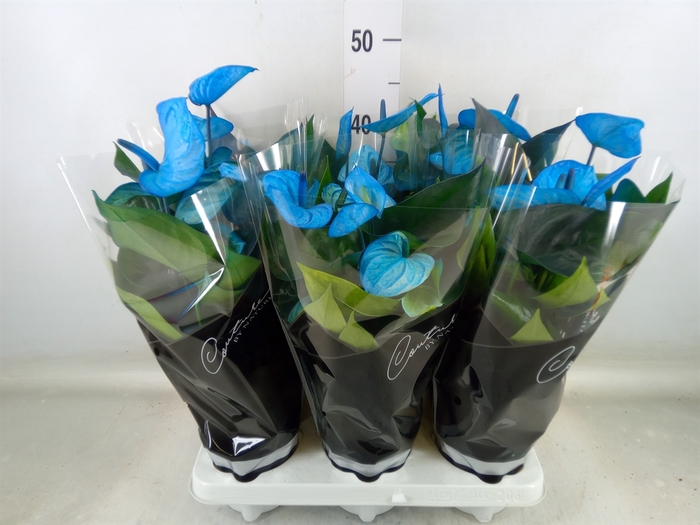 <h4>Anthurium andr. 'Cocos'</h4>