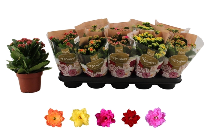 <h4>KAL GE RO GEM 5 KL</h4>