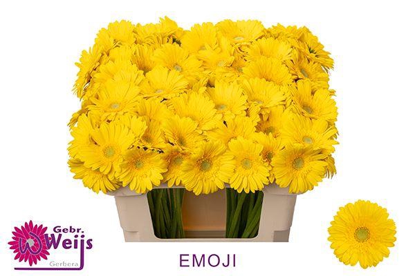 <h4>GE MI EMOJI</h4>