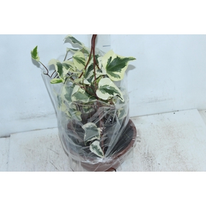 HEDERA ALGERIENSIS GLOIRE DE MARENGO C21