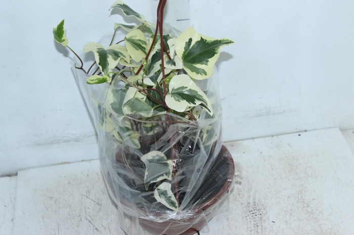 <h4>HEDERA ALGERIENSIS GLOIRE DE MARENGO C21</h4>