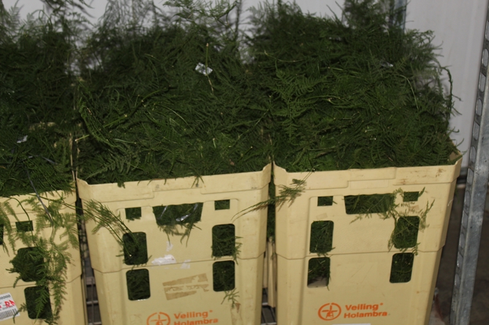 <h4>FOLHAGEM ASPARGO PLUMOSO</h4>