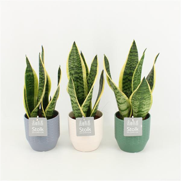<h4>Sansevieria trifasciata Futura Superba in Expression keramiek</h4>
