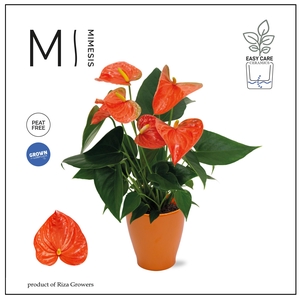 Mimesis Anthurium KARMA Orange - Carolina Orange