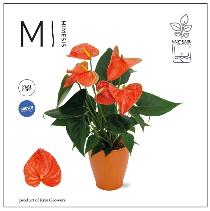<h4>Mimesis Anthurium KARMA Orange - Carolina Orange</h4>