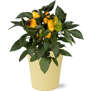CAPS AN SAMBA YELLOW