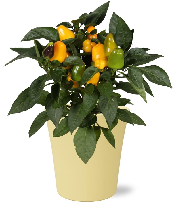 <h4>CAPS AN SAMBA YELLOW</h4>
