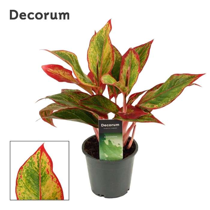 Aglaonema Red Fire 12 cm (Decorum)