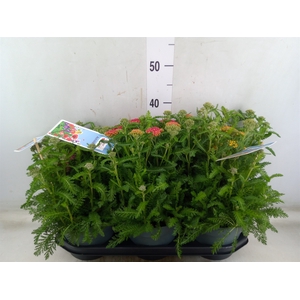 Achillea millef.