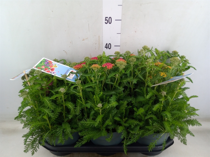 <h4>Achillea millef.</h4>