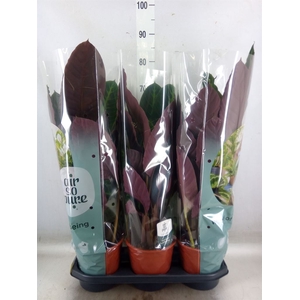 Calathea warscewiczii