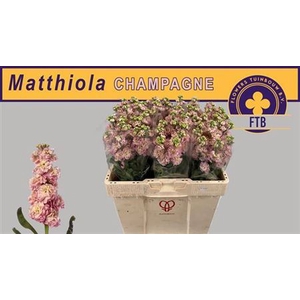 Matthiola Champagne