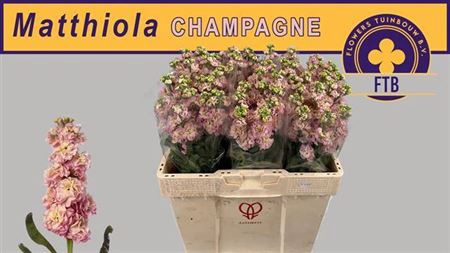 <h4>Matthiola Champagne</h4>