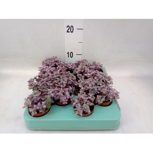 Tradescantia flum.
