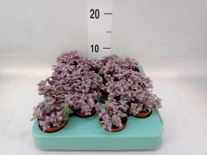 <h4>Tradescantia flum.</h4>