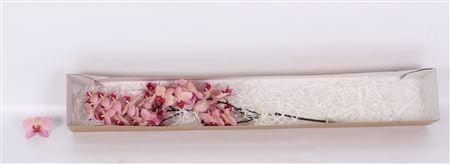 <h4>PHAL BROWN NEW</h4>