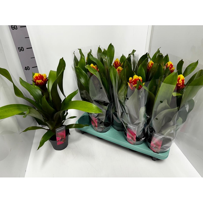 <h4>Guzmania Crown 13Ø 45cm</h4>
