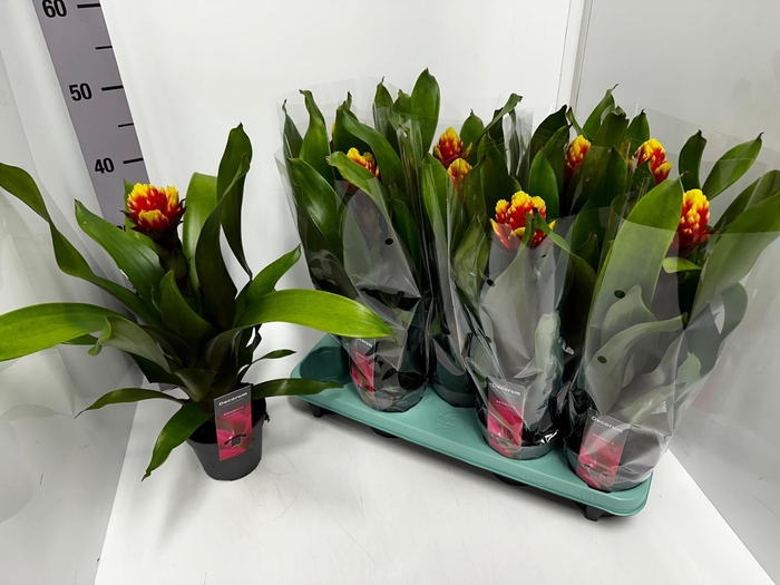 Guzmania Crown 13Ø 45cm