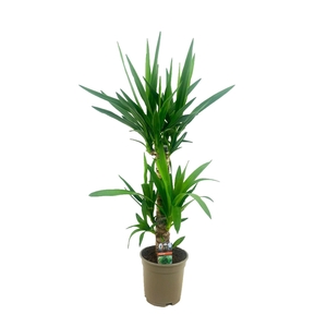 Yucca
